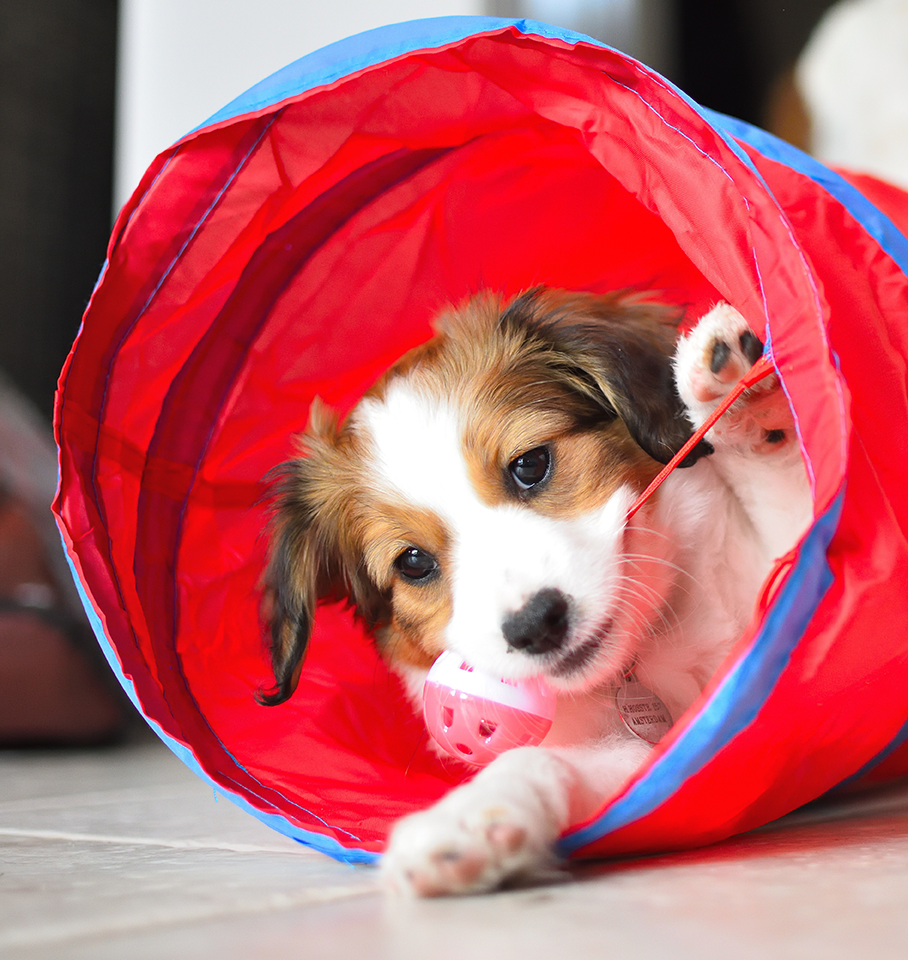 dog_benefits
